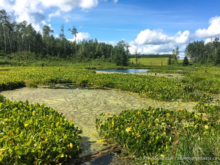 Places To Hike Near Edmonton Best Day Hiking Spots