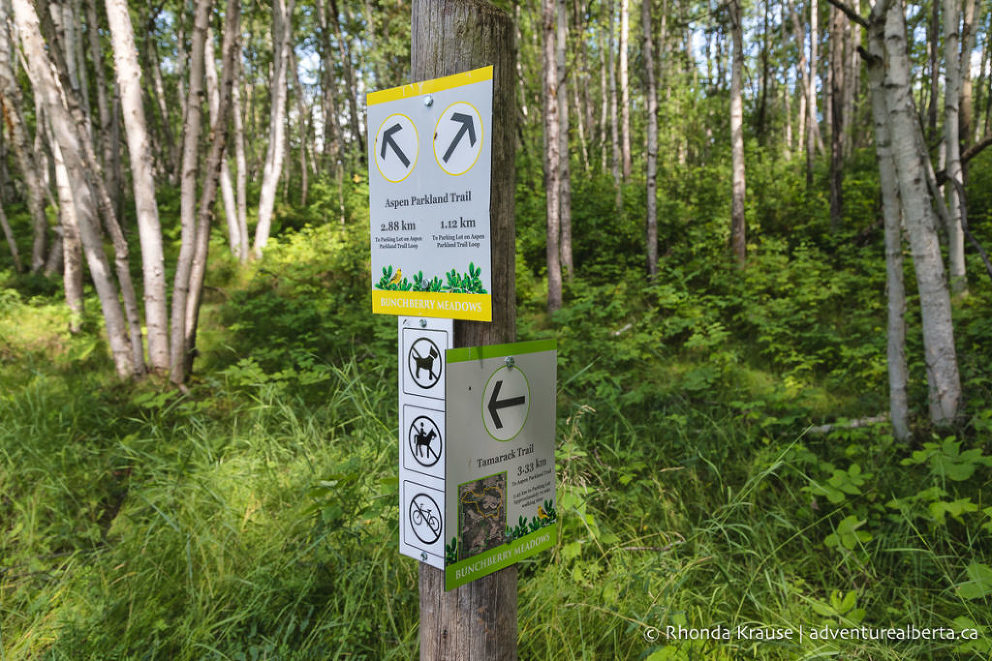 Bunchberry Meadows Conservation Area- Activity and Visitor Guide