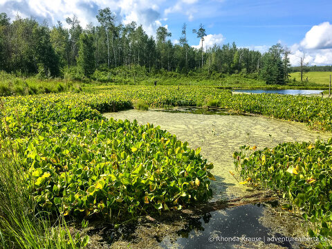 Cooking Lake-Blackfoot Provincial Recreation Area- Visitor Guide