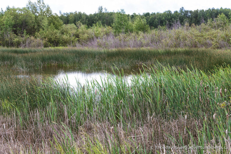 Clifford E. Lee Nature Sanctuary- Activity and Visitor Guide