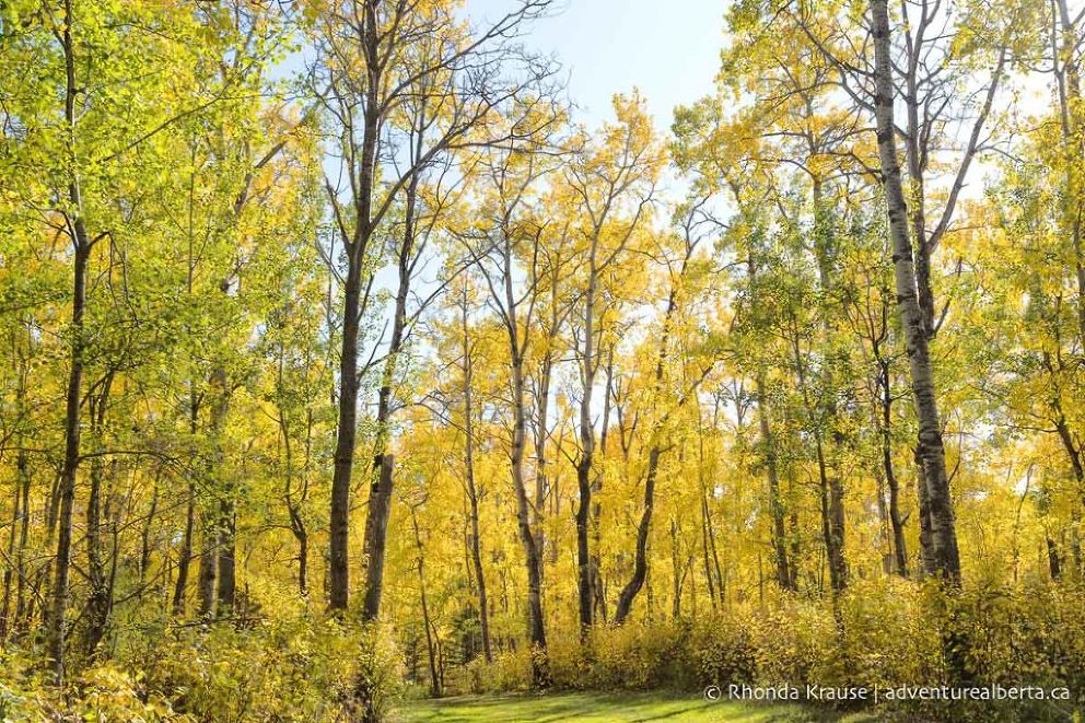 Strathcona Wilderness Centre- Activity and Visitor Guide