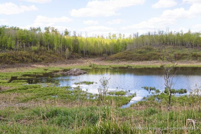 Places to Hike Near Edmonton- 6 Best Day Hiking Spots