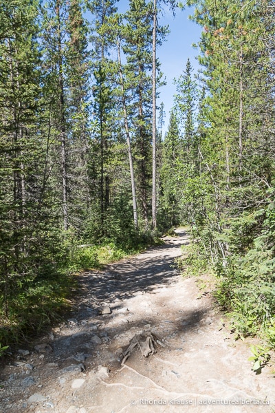 Mistaya Canyon- How to Visit Mistaya Canyon in Banff National Park