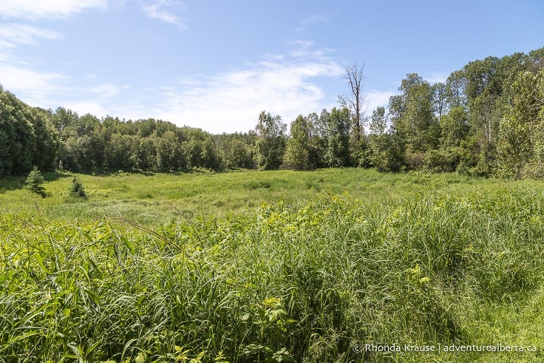 Chickakoo Lake Recreation Area- Visitor and Hiking Guide