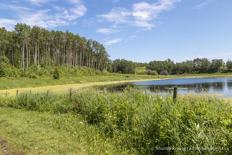 Chickakoo Lake Recreation Area- Visitor and Hiking Guide