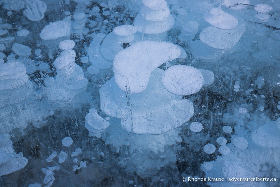 Abraham Lake Bubbles- How To See The Frozen Bubbles In Abraham Lake