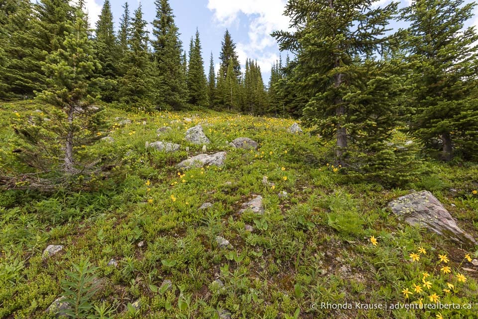 Eiffel Lake Hike- Guide to Hiking Eiffel Lake Trail in Banff National Park