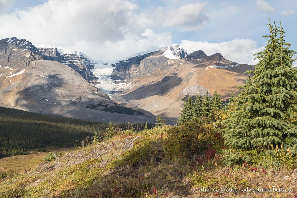 Wilcox Viewpoint Hike via Wilcox Pass Trail- Jasper National Park