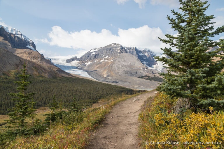 Wilcox Viewpoint Hike via Wilcox Pass Trail- Jasper National Park