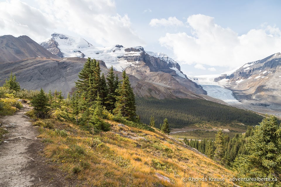 Wilcox Viewpoint Hike via Wilcox Pass Trail- Jasper National Park