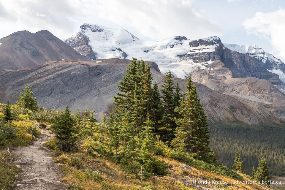 Wilcox Viewpoint Hike Via Wilcox Pass Trail- Jasper National Park