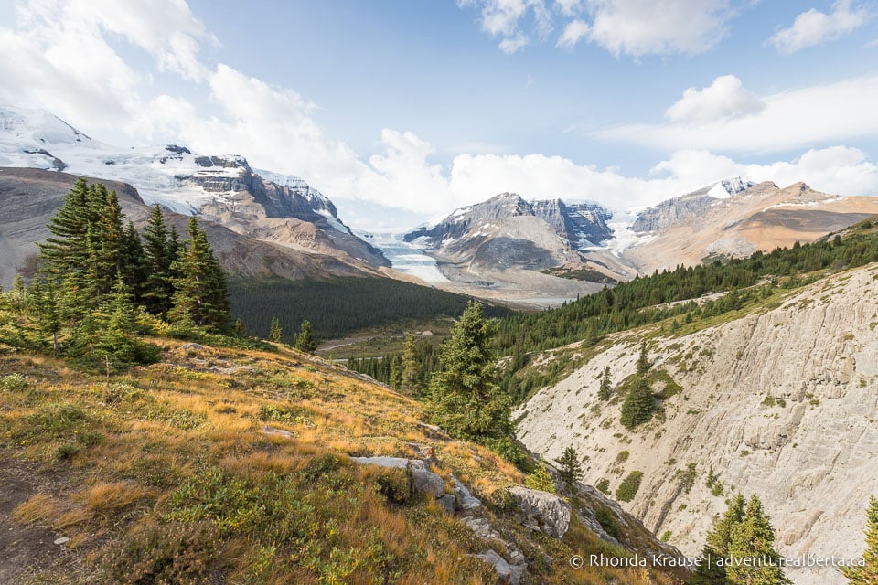 Wilcox Viewpoint Hike via Wilcox Pass Trail- Jasper National Park