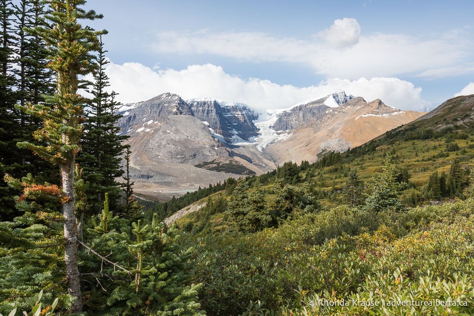 Wilcox Viewpoint Hike via Wilcox Pass Trail- Jasper National Park