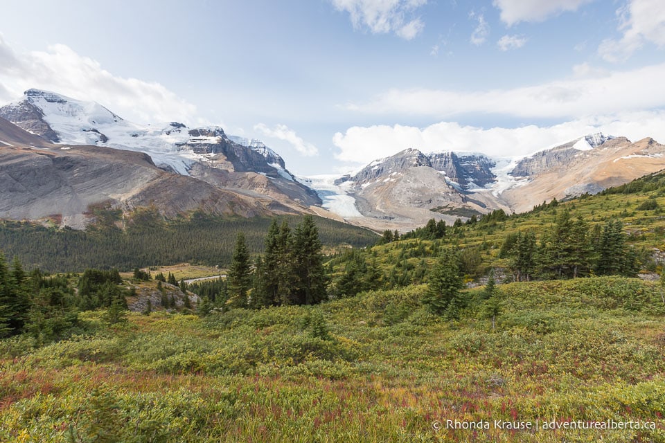 Wilcox Viewpoint Hike via Wilcox Pass Trail- Jasper National Park