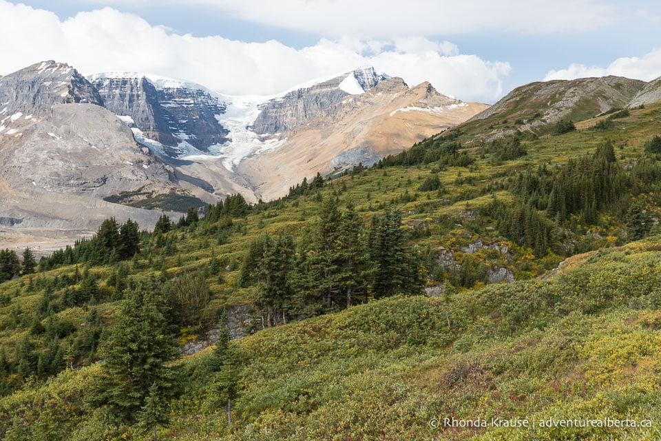 Wilcox Viewpoint Hike via Wilcox Pass Trail- Jasper National Park