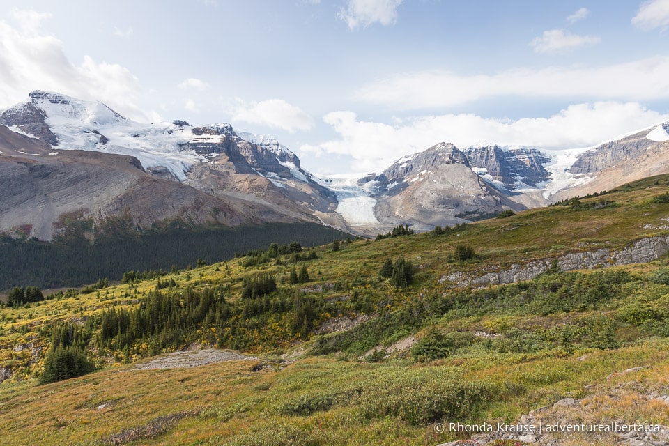 Wilcox Viewpoint Hike via Wilcox Pass Trail- Jasper National Park