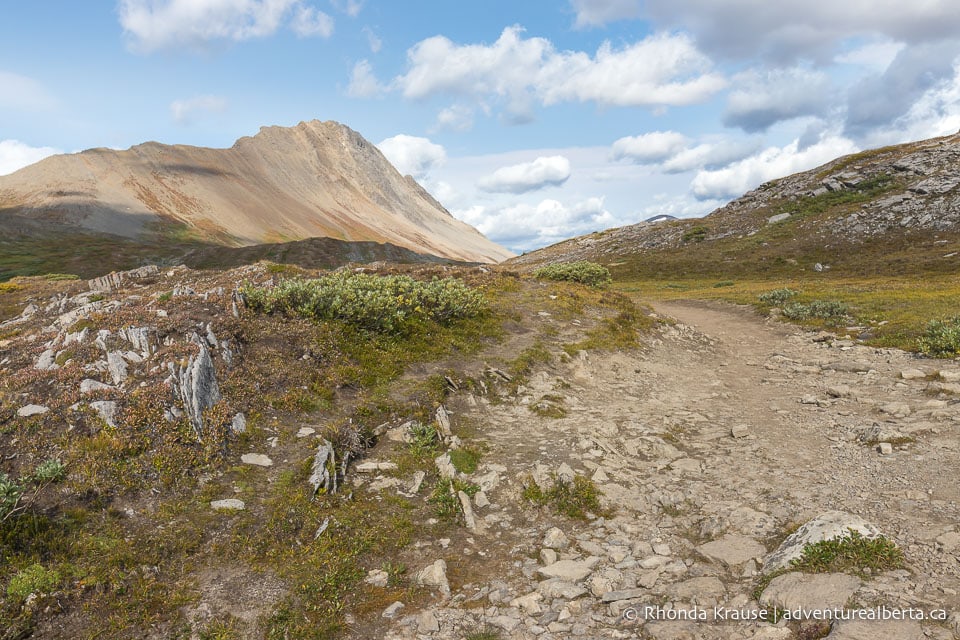 Wilcox Viewpoint Hike via Wilcox Pass Trail- Jasper National Park