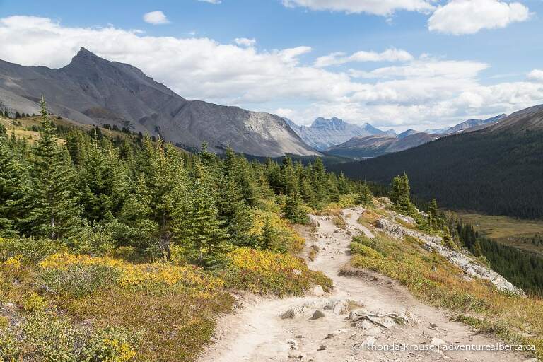 Wilcox Viewpoint Hike via Wilcox Pass Trail- Jasper National Park