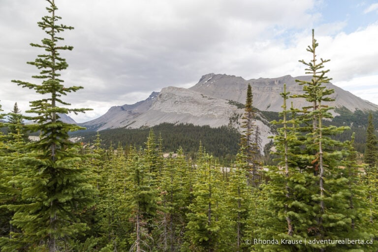 Parker Ridge Hike- Guide to Hiking Parker Ridge Trail in Banff