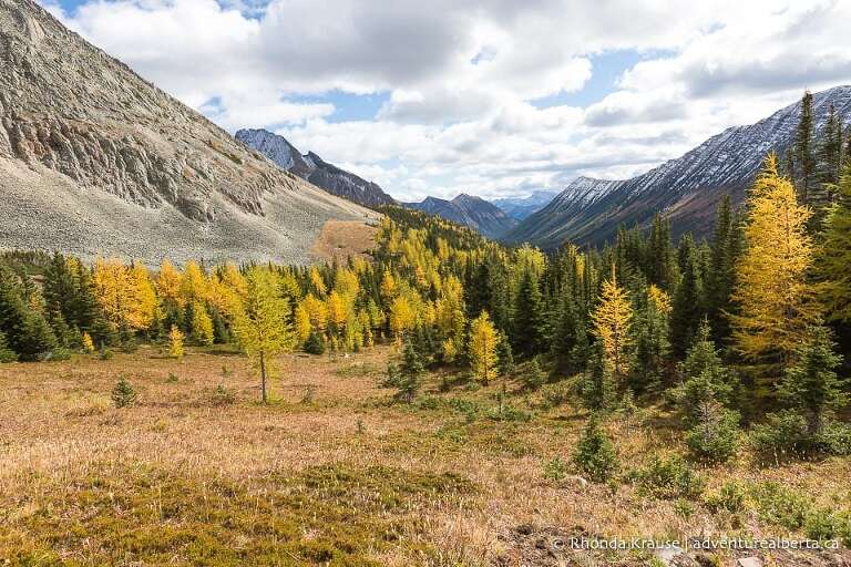 Larch Hikes in Kananaskis- Best Trails to See Golden Larch Trees in Fall