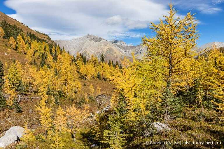 Larch Hikes in Kananaskis- Best Trails to See Golden Larch Trees in Fall