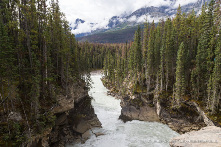 Sunwapta Falls Hike- Guide to Hiking Sunwapta Falls Trail