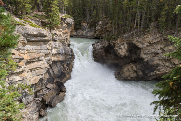 Sunwapta Falls Hike- Guide to Hiking Sunwapta Falls Trail