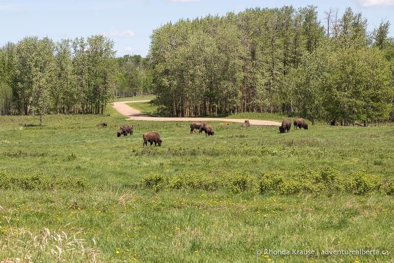 Herd of bison at Elk Island National Park seen during a day trip from Edmonton.