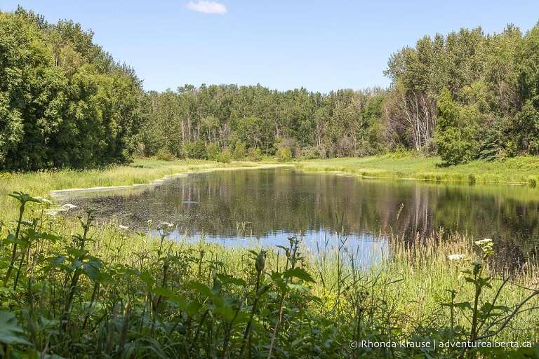 Pond at Chickakoo Lake Recreation Area.