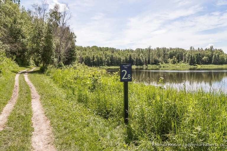 Trail beside a pond at Chickakoo Lake Recreation Area.