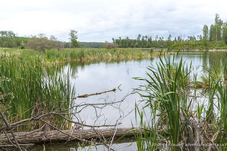 Pond at Cooking Lake-Blackfoot Provincial Recreation Area.