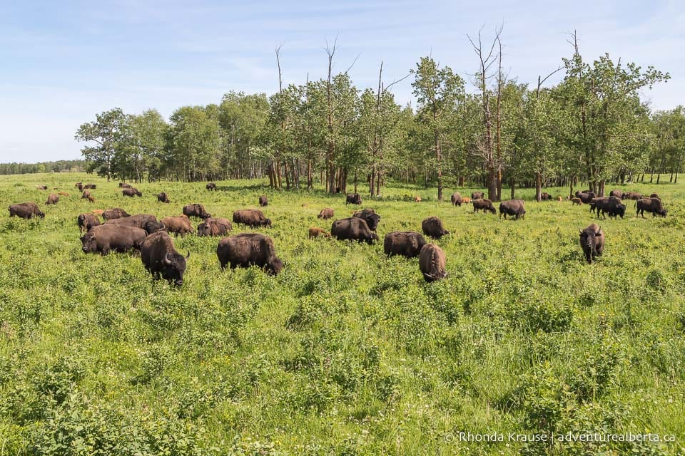 Things to Do in Elk Island National Park Visitor Guide